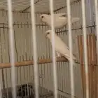 جوز روز البينو