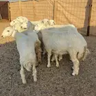 رخال حريات