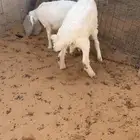 خرفان حريه