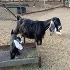 عنز خلفه معها جفره