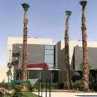 نخيل واشنطونيا زينه للبيع بسعر مناسب