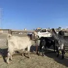 معزا حصيييب