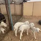 دواغير خروفين ورخل