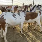 معزا حص بقش صنف الصنف