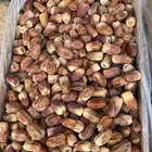 صقعي طيب