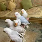 فروخ روز اليفه فخمه