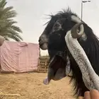 تيس صنف رنيه