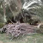 جريد