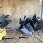 رقاصي وذكور جاكوبين الرقاصي جوز معه فرخه وساحب بيضه