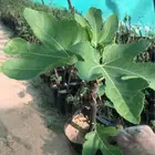تين اسباني اخضر