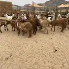 الشميسي طريق الخواجات قبل حوش الجابري يسار