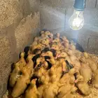 صوص بط بكيني