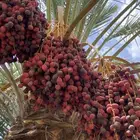 عذوق نخل مخاريف للبيع الموقع القوباء