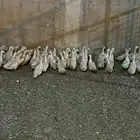 للبيع بط بكيني