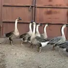 وز عراقي كوبرا