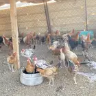 دجاج للبيع الموقع الوجه
