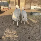 خرفان