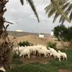 طليان ذبح وتوصيل