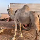 لقحه