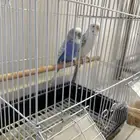 طيور للبيع