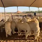 ذبايح حري ذبائح مناسبات فاخر من الاخر