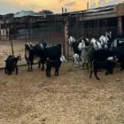 معزا مراح واحد بنات بعض