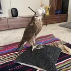 شيهانه فرخ بحرية