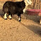 طلي فحل نجدي العمرر سديس الواقع افضل من التصوير