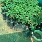 شتلات قهوه خولاني السعر من 15