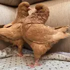 (تم البيع )جوز كنق اصفر صافي سوبر سوبر جانبو