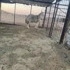 للبيع شاه حايل