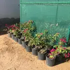 شتلات حمضيات واشجار زينه وعطريات بأسعار خاصة