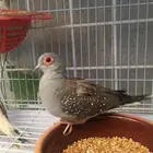 حمام يمام ماسي