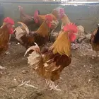 للبيع بيض دجاج تركي