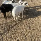 طليان تم البيع
