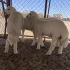 خرفان حريات طيبات