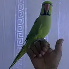 ببغاء دره اليف ومتكلم