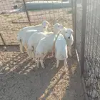 بهم للبيع