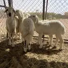 رخلين وخروفين الموقع الشملي