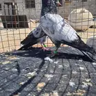 طبات رام وتيدي