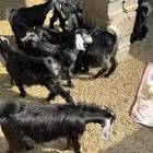 بهم للبيع