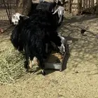 ضان نجد