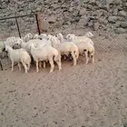 الشميسي طريق الخواجات قبل حوش الجابري يسار