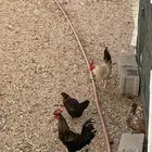 ديكه بلدي ودجاجه باكستانيه