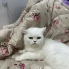 قطه انثى للتبني