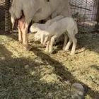 نعجه متوم با طليان. تم البيع
