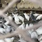 للبيع حمام