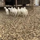 الشميسي طريق الخواجات قبل حوش الجابري يسار