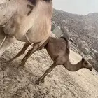 ناقة ساحلية لقحه والثانية عليها قعود