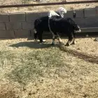 طليان نجد بريه للبيع